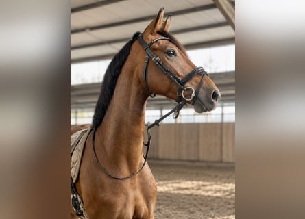 KWPN, Stute, 4 Jahre, 168 cm, Brauner
