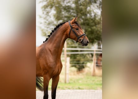KWPN, Stute, 4 Jahre, 168 cm, Brauner