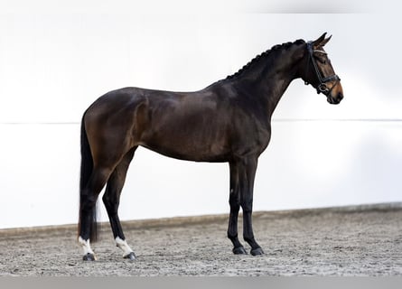 KWPN, Stute, 4 Jahre, 168 cm, Dunkelbrauner
