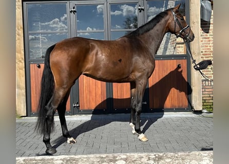 KWPN, Stute, 4 Jahre, 168 cm, Dunkelbrauner