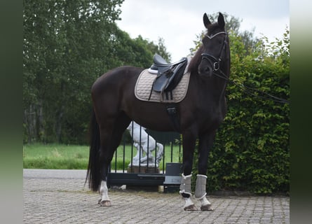 KWPN, Stute, 4 Jahre, 168 cm, Rappe