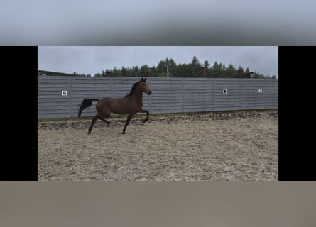KWPN, Stute, 4 Jahre, 170 cm, Brauner