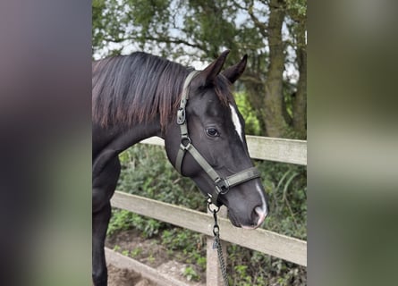 KWPN, Stute, 4 Jahre, 170 cm, Rappe