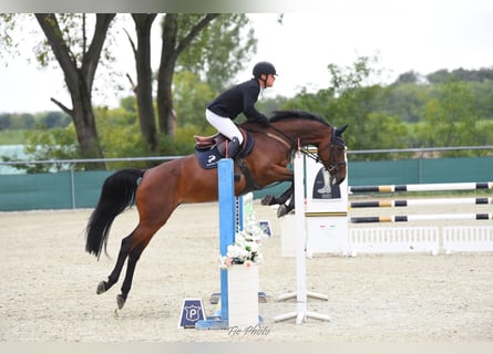 KWPN, Stute, 4 Jahre, 170 cm, Rotbrauner
