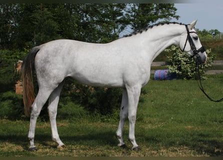 KWPN, Stute, 4 Jahre, 170 cm, White