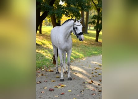 KWPN, Stute, 4 Jahre, 170 cm, White