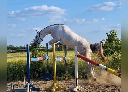 KWPN, Stute, 4 Jahre, 170 cm, White