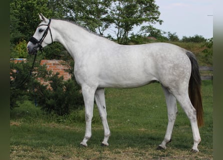 KWPN, Stute, 4 Jahre, 170 cm, White