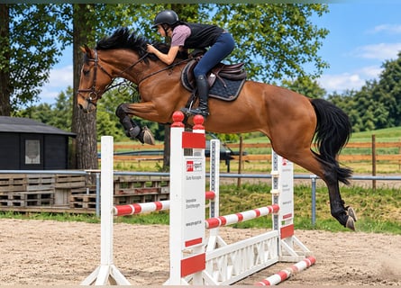 KWPN, Stute, 4 Jahre, 171 cm, Brauner