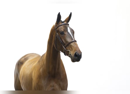 KWPN, Stute, 4 Jahre, 172 cm, Brauner