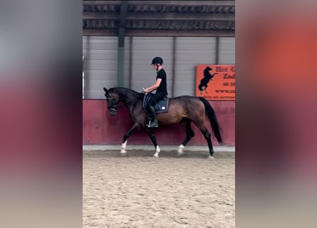 KWPN, Stute, 4 Jahre, 175 cm, Dunkelbrauner