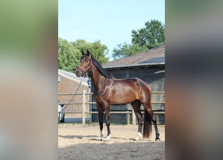 KWPN, Stute, 4 Jahre, 175 cm, Dunkelbrauner