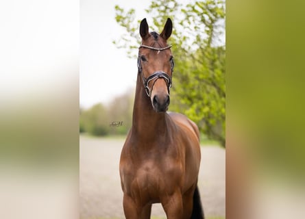 KWPN, Stute, 4 Jahre, 176 cm, Dunkelbrauner