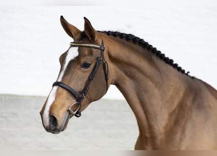 KWPN, Stute, 4 Jahre, Rotbrauner
