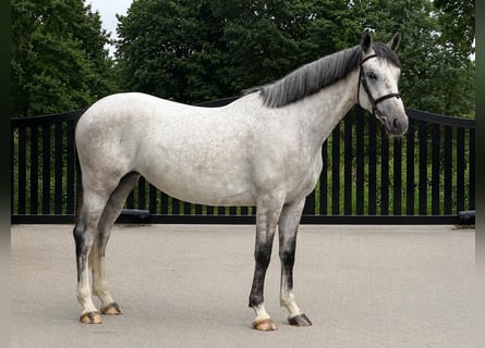 KWPN, Stute, 4 Jahre, Schimmel