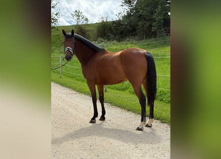 KWPN, Stute, 5 Jahre, 162 cm, Brauner