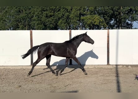 KWPN, Stute, 5 Jahre, 162 cm, Rappe