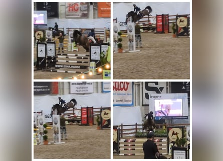 KWPN, Stute, 5 Jahre, 163 cm, Brauner