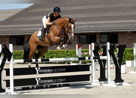 KWPN, Stute, 5 Jahre, 163 cm, Brauner