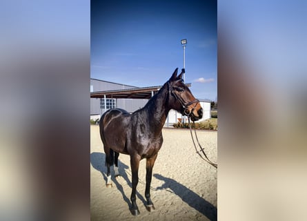 KWPN, Stute, 5 Jahre, 163 cm, Dunkelbrauner