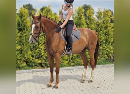 KWPN, Stute, 5 Jahre, 163 cm, Fuchs