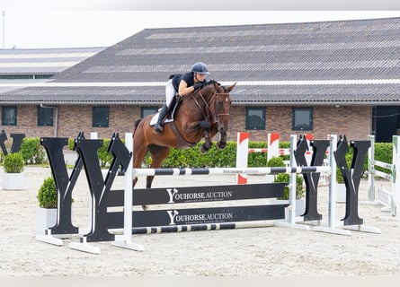 KWPN, Stute, 5 Jahre, 164 cm, Brauner