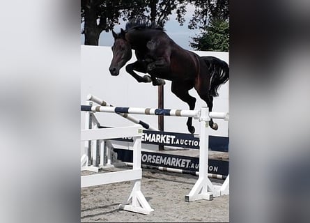 KWPN, Stute, 5 Jahre, 164 cm, Dunkelbrauner