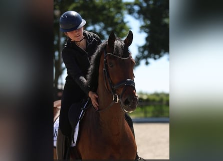 KWPN, Stute, 5 Jahre, 165 cm, Brauner