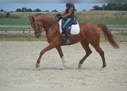 KWPN, Stute, 5 Jahre, 165 cm, Fuchs