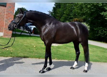 KWPN, Stute, 5 Jahre, 165 cm, Rappe