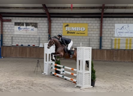 KWPN, Stute, 5 Jahre, 166 cm, Brauner