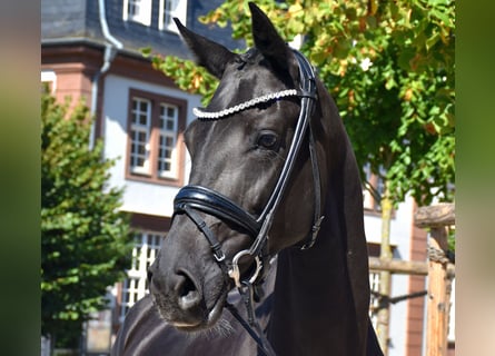 KWPN, Stute, 5 Jahre, 166 cm, Rappe