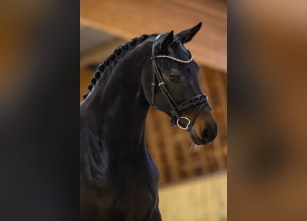 KWPN, Stute, 5 Jahre, 166 cm, Schwarzbrauner