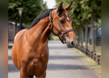 KWPN, Stute, 5 Jahre, 167 cm, Brauner