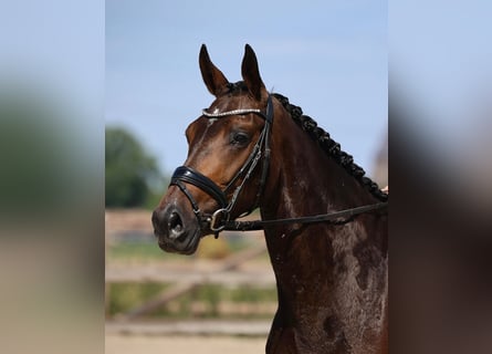 KWPN, Stute, 5 Jahre, 167 cm, Dunkelbrauner