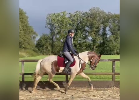 KWPN, Stute, 5 Jahre, 167 cm, Schecke