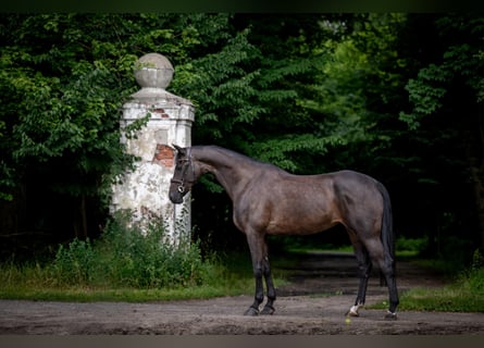 KWPN, Stute, 5 Jahre, 167 cm, Schwarzbrauner