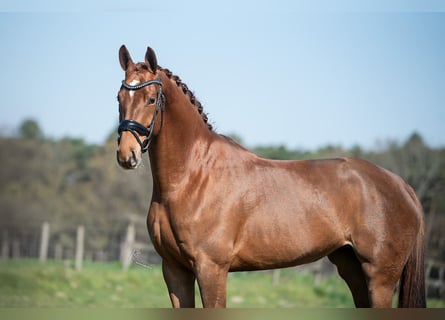 KWPN, Stute, 5 Jahre, 168 cm, Hellbrauner