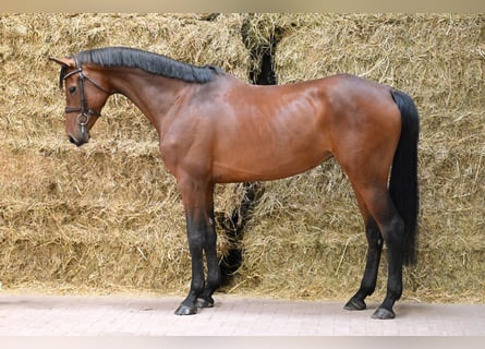KWPN, Stute, 5 Jahre, 168 cm, Rotbrauner