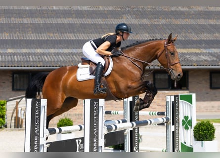 KWPN, Stute, 5 Jahre, 169 cm, Brauner