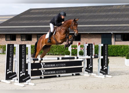 KWPN, Stute, 5 Jahre, 170 cm, Brauner