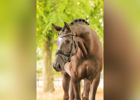 KWPN, Stute, 5 Jahre, 170 cm