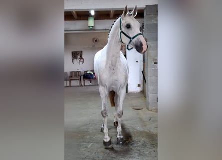 KWPN, Stute, 5 Jahre, 170 cm