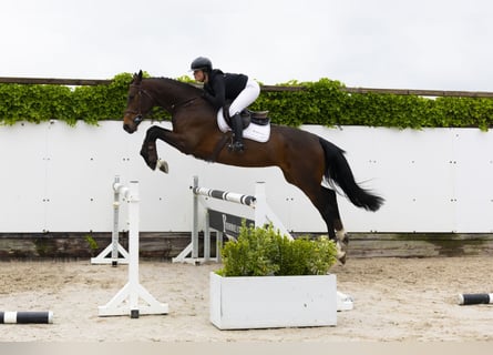 KWPN, Stute, 5 Jahre, 172 cm, Dunkelbrauner