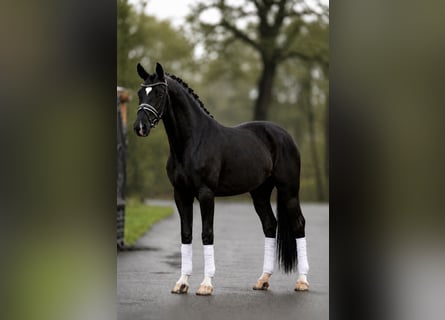 KWPN, Stute, 5 Jahre, 172 cm, Rappe