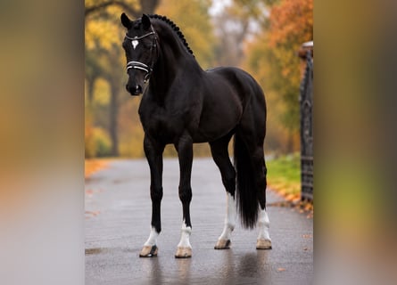 KWPN, Stute, 5 Jahre, 172 cm, Rappe