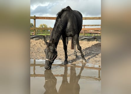 KWPN, Stute, 5 Jahre, 172 cm, Rappe KWPN, Stute, 5 Jahre, 172 cm, Rappe