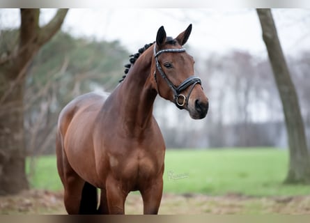 KWPN, Stute, 5 Jahre, 173 cm, Brauner