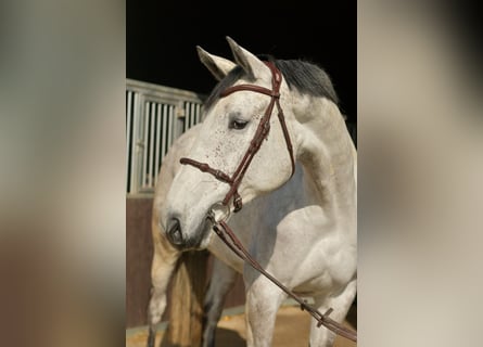 KWPN, Stute, 5 Jahre, 174 cm, Schimmel