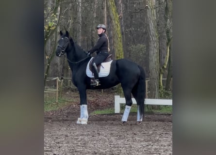 KWPN, Stute, 5 Jahre, 175 cm, Rappe